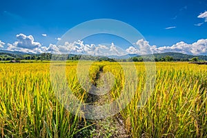 Gold rice filed under blue sky and cloud in harvest time