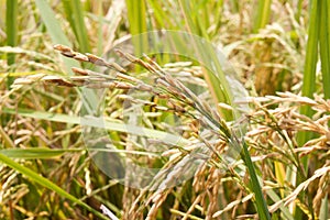 Gold rice spike in rice field