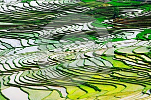 Gold rice terraces of Baping