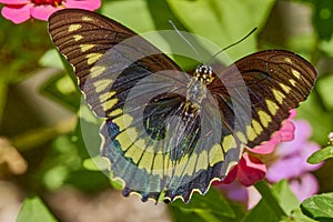 The gold rim  butterfly, battus polydamas, tailless swallowtail butterfly with open wings on pink Zinnia flower.