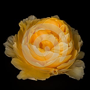Gold rose flower isolated on the black background