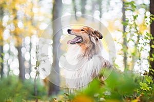 Gold rough collie in a forest