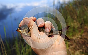 Gold rudd in angler hand