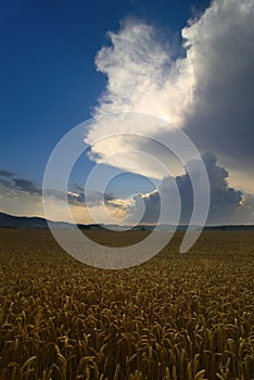 Gold rye field