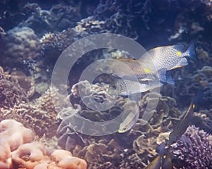 Gold Saddle Rabbitfish