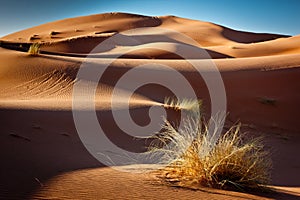 Gold sand and blue sky