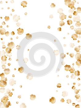 Gold seashells isolated, pearl bivalved mollusks