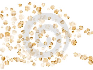 Gold seashells isolated, pearl bivalved mollusks