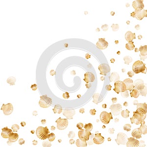 Gold seashells scarllop pearls background