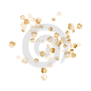 Gold seashells vector, golden pearl bivalved mollusks.