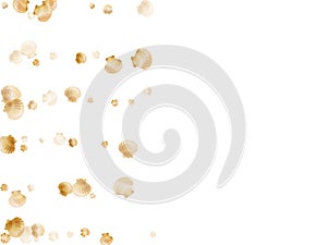 Gold seashells vector, golden pearl bivalved mollusks.