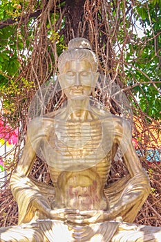 Gold seated buddha image statue under cannonball tree flower  in temple of Thailand