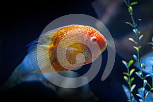 Gold Severum - Freshwater Fish