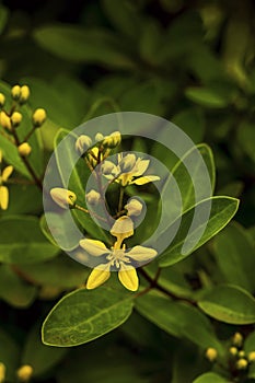Gold shower Plant, Thryallis glauca Kunte, Malphigiaceae