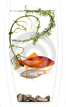 Gold and silver fish trapped in a vase