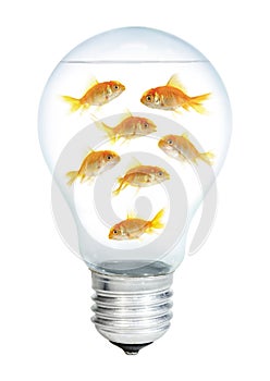 Gold small fish in light bulb