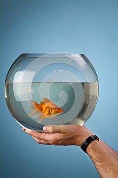 Gold small fish in a round aquarium photo