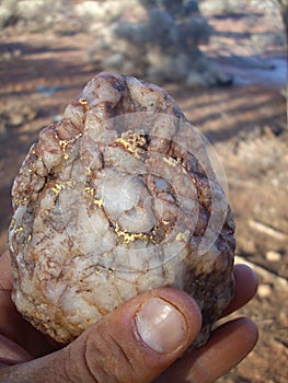 Gold specimen in prospectors hand.