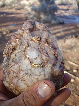 Gold specimen in prospectors hand. photo