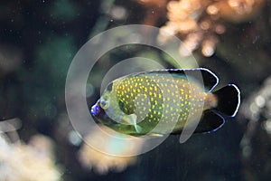 Gold-spotted angelfish