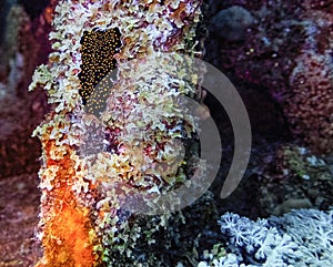 A Gold Spotted Flatworm Thysanozoon nigropapillosum in the Red Sea