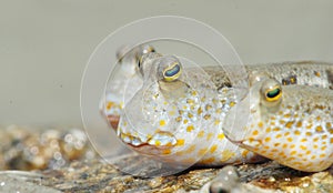 Gold Spotted Mud Skipper