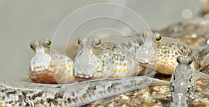 A Gold Spotted Mud Skipper