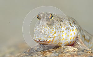 Gold Spotted Mud Skipper