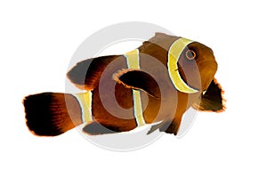 Gold stripe Maroon Clownfish - Premnas biaculeatus
