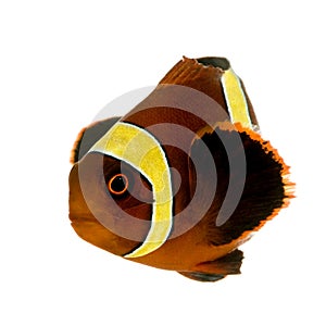 Gold stripe Maroon Clownfish - Premnas biaculeatus photo