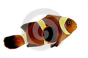Gold stripe Maroon Clownfish - Premnas biaculeatus photo
