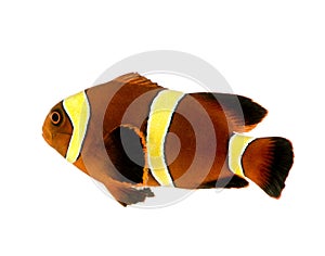 Gold stripe Maroon Clownfish - Premnas biaculeatus photo