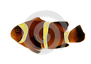 Gold stripe Maroon Clownfish - Premnas biaculeatus photo