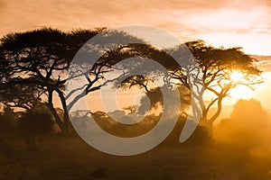 Gold sunset on the african savannah