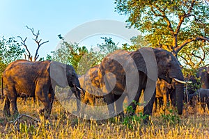 Gold sunset. The herd of African elephants.
