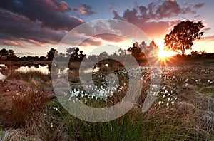 Gold sunset over lake with cottongrass