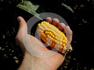 Gold sweet corn vegetable