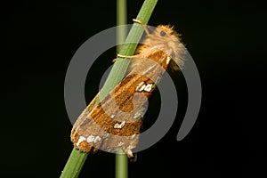 Gold Swift, resting on grass