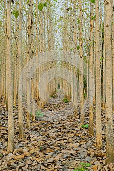 Gold teak trees