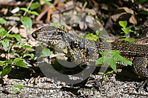 Gold Tegu with annoying insects on its head
