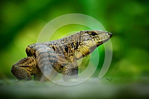 Gold tegu, Tupinambis teguixin, big reptile in the nature habitat, green exotic tropic animal in the green forest, Trinidad and To