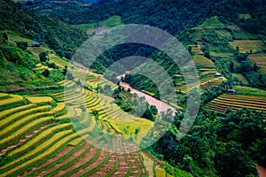 Gold terraced rice fields in Mu Cang Chai,Yen Bai, Vietnam