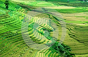 Gold terraced rice fields with sunlight in Mu Cang Chai, Vietnam