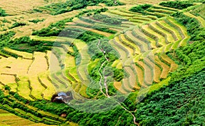 Gold terraced rice fields with sunlight in Mu Cang Chai, Vietnam