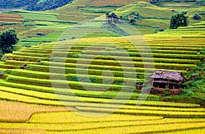 Gold terraced rice fields with sunlight in Mu Cang Chai, Vietnam