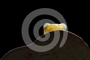 Beautiful gold tree frog sleeping