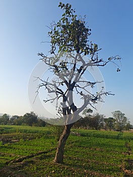 Gold of tree plants in natural beautiful green fields.