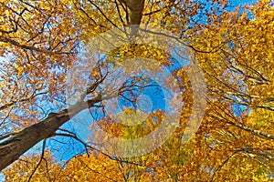 Gold trees in the park