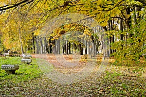 Gold trees in the park. Autumn forest