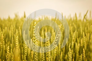 Gold Weat Field Background, young growth